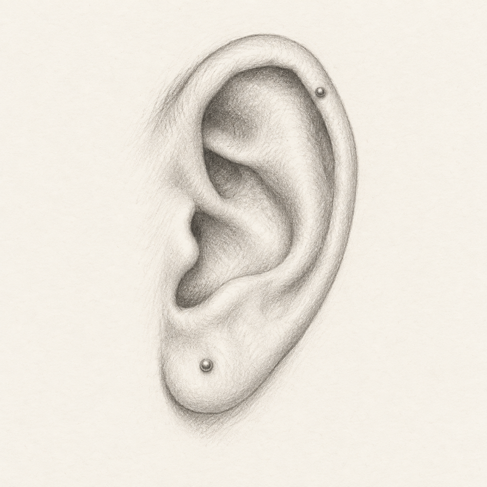 Graphite anatomical sketch of a complete adult ear with subtle lobe and helix studs